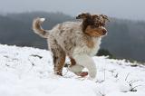 BERGER AUSTRALIEN PUPPIES 559